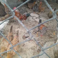 مرغ تخم گذار کبوتر|حیوانات مزرعه|اندیمشک, |دیوار