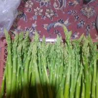 مارچوبه تازه