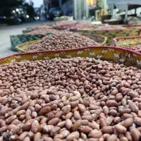 بادام زمینی،خلال بادام،لپه بادام،کره بادام زمینی