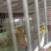 انواع طوطی  مرغ عشق.برزیلی.فنچ.عروس هلندی.گیرینچیک