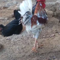 خروس چهل تاج محلی|حیوانات مزرعه|امیدیه, |دیوار