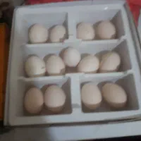تخم مرغ ایام سمانی