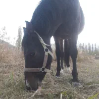 اسب یورقه .ترکمن عرب|اسب و تجهیزات اسبسواری|فیروزکوه, |دیوار