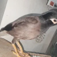 مرغ مینا سخنگو