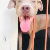 پیتبول|سگ|اهواز, زرگان|دیوار