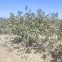 اجاره باغ پسته فندقی|اجارهٔ کوتاهمدت ویلا و باغ|سیرجان, |دیوار