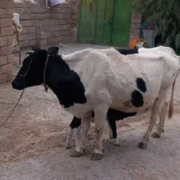 گاو با گوساله ماده|حیوانات مزرعه|مهران (ایلام), |دیوار