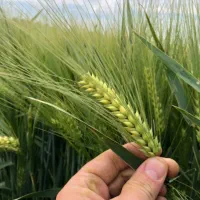 بذر جو رقم جلگه  کیلو ۶۰ تومن