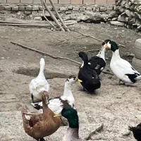 خریدوفروش غاز اردک خروس مرغ