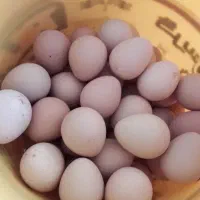 تخم شاخدار نفطه دار