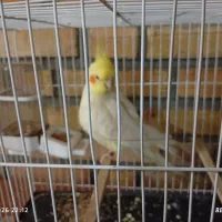 یک عدد لوتینو نر