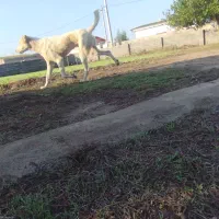 سگ البای