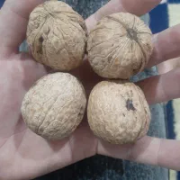 نهال گردو ۴ ساله