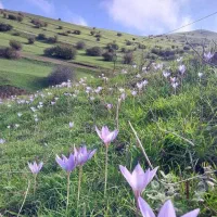 طب سنتی کار آفرینی