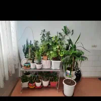 انواع گل و گلدان های خالی|گل و گیاه طبیعی|اراک, |دیوار