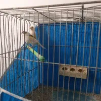 ۶ عدد قناری نر و ماده