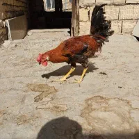 خروس جوان گلین چهل تاج