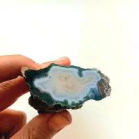 شجر دریایی ژئود