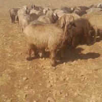 قوچ بختیاری|حیوانات مزرعه|شیراز, گویم|دیوار