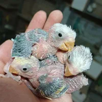 جوجه طوطی برزیلی سرلاکی مرغ عشق