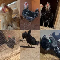 تخم نطفه دار گلین