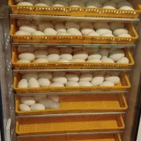 جوجه غاز محلی دورگه و قوغاز