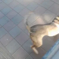 گمشده|حیوانات|زنجان, |دیوار