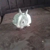 بچه خرگوش خاکستری|موش و خرگوش|زاهدان, |دیوار