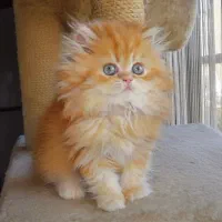 پرشین گارفیلدی