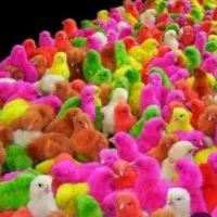 فروش جوجه رنگی عمده و تک