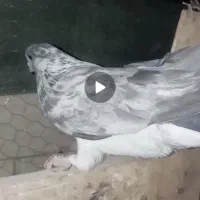 سار و سوسکی تهرانی