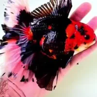 بارماهی گلفیش شارژ شد