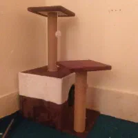 گربه بریتیش سفید|گربه|پاکدشت, پاکدشت (مامازند)|دیوار