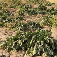 چغندر رسمی|خدمات باغبانی و درختکاری|تربت‌حیدریه, پائین ولایت|دیوار