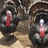 بوقلمون محلی ارگانیک ارسال رایگان در اهر|حیوانات مزرعه|اهر, |دیوار