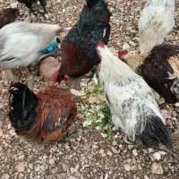 خروس|حیوانات مزرعه|نورآباد, |دیوار