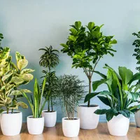 رسیدگی گیاهان اپارتمانی در منزل شما