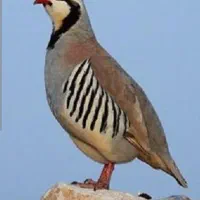 بازی پرواز