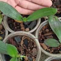 نشا ارکیده فالانوپسیس کشت بافت|گل و گیاه طبیعی|تهران, شهرک چیتگر|دیوار