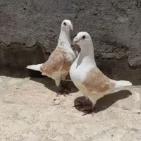 یک جفت کفتر پشت گراف