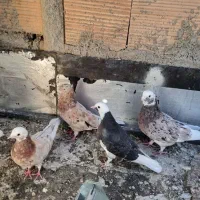 13 کبوتر هما شازده زرد سرور طوقی و...|پرنده|تهران, نعمتآباد|دیوار