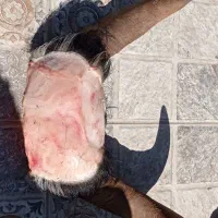 قصاب سیار سلاخ|خدمات پذیرایی، مراسم|اهواز, فرهنگ شهر|دیوار