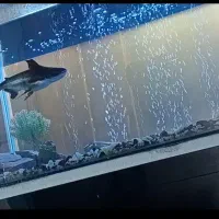 اکواریوم|لوازم جانبی حیوانات|کرمان, |دیوار