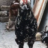 فروش فوری خروس گلین چهلتاج