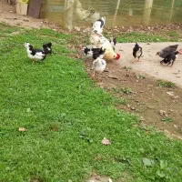 جوجه گلین لری
