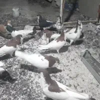 ۱۴کفترشهری پرشی|پرنده|سیمکان, |دیوار