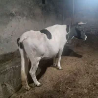 یک راس گاو ابستن