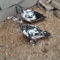 اردک|حیوانات مزرعه|جوادآباد, |دیوار