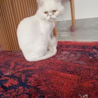 گربه پرشین ماده