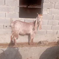 بز با بزغاله آبستن|حیوانات مزرعه|آزادشهر, |دیوار